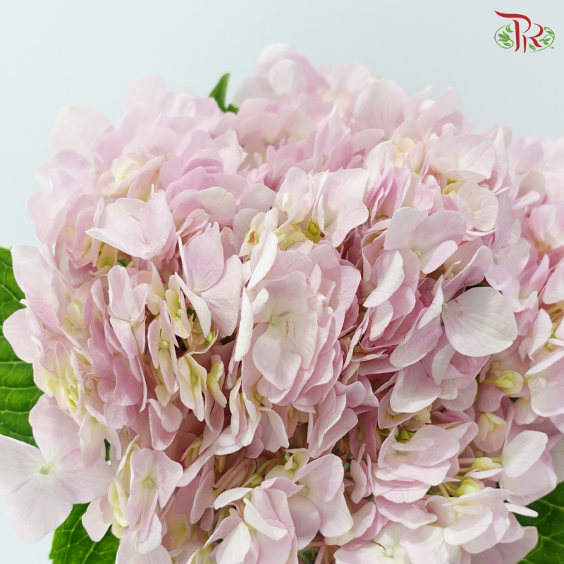 Hydrangea - Pink (2 Stems)