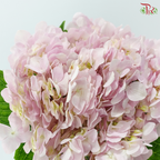 Hydrangea - Pink (2 Stems)