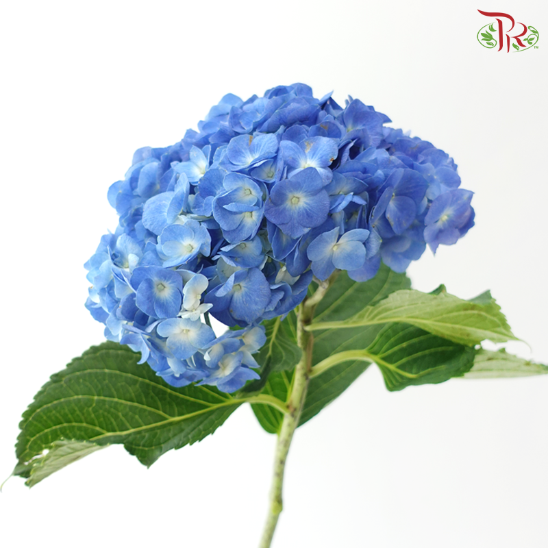 Hydrangea - Dark Blue (Per Stem)