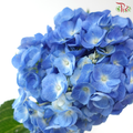 Hydrangea - Dark Blue (Per Stem)
