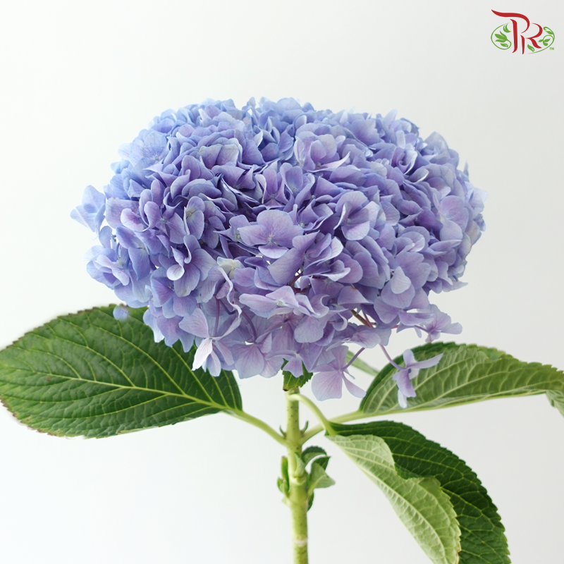 Hydrangea - Han Blue (Per Stem)  *Capitulum Measurement 14-16cm*