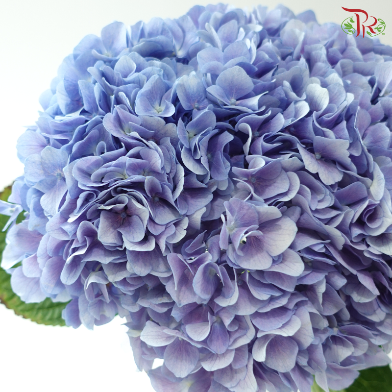 Hydrangea - Han Blue (Per Stem)  *Capitulum Measurement 14-16cm*