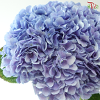 Hydrangea - Han Blue (Per Stem)  *Capitulum Measurement 14-16cm*