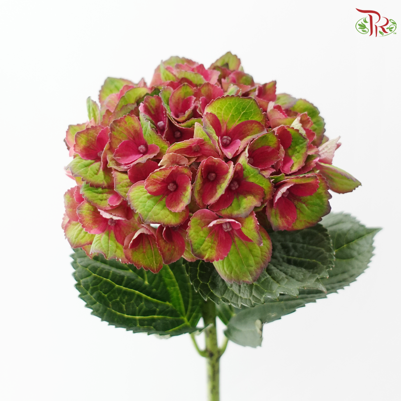 Hydrangea - Bicolour Pink With Green (Per Stem)