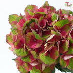 Hydrangea - Bicolour Pink With Green (Per Stem)