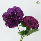 Hydrangea - Mon Amour Purple (Per Stem)
