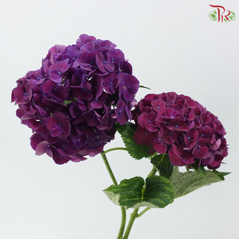 Hydrangea - Mon Amour Purple (Per Stem)