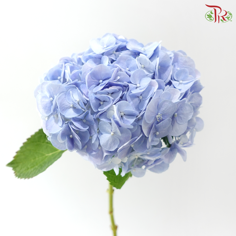 Hydrangea - Blue (Per Stem)