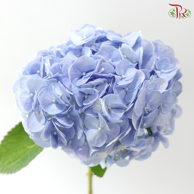Hydrangea - Blue (Per Stem)