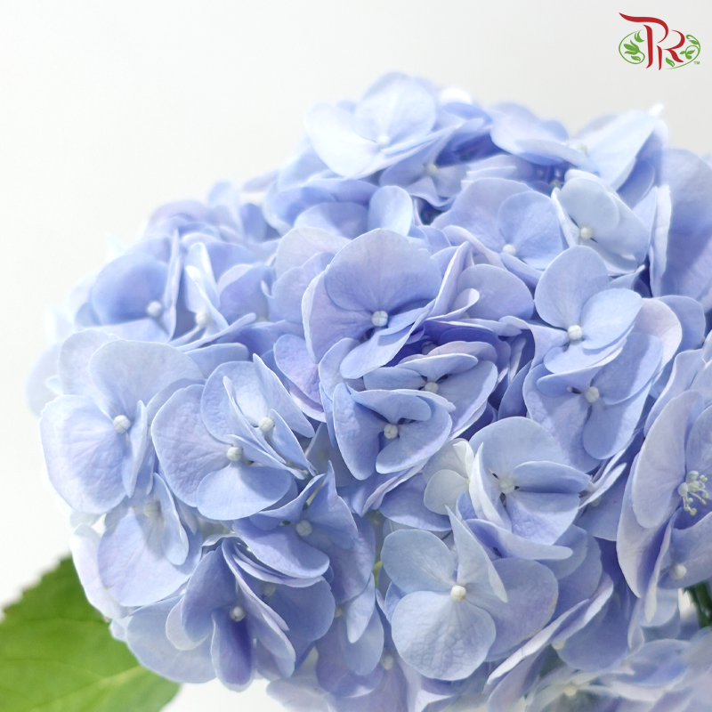 Hydrangea - Blue (Per Stem)