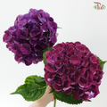 Hydrangea - Mon Amour Purple (Per Stem)