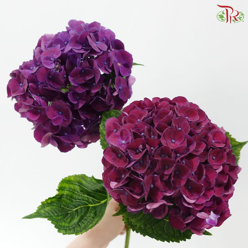Hydrangea - Mon Amour Purple (Per Stem)