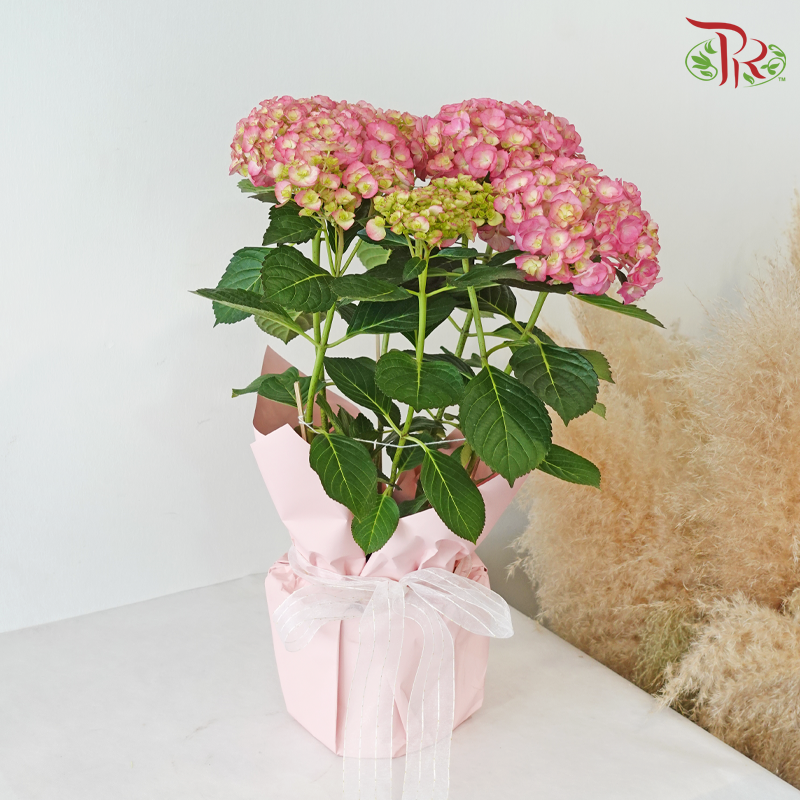 【RAYA 2026】Blush Syawal (Hydrangea Plant)