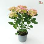 Hydrangea P190 Y05《绣球花》（Random Choose Color)