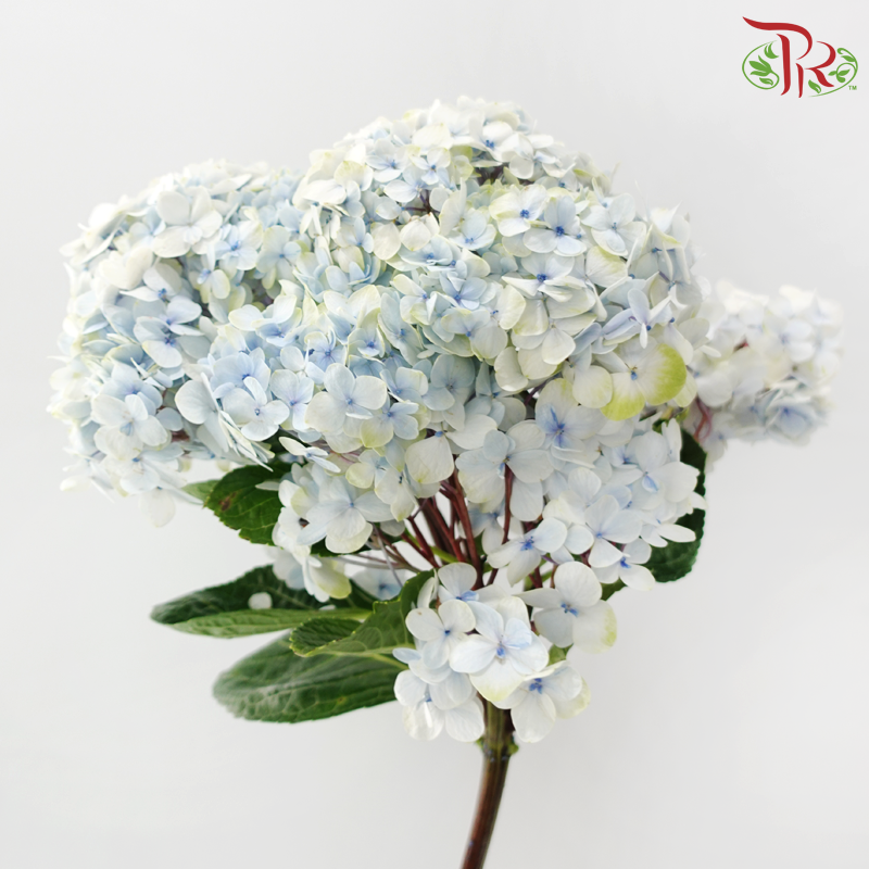 Hydrangea - Columbia Light Blue (Per Stem) | Same day delivery by Pudu Ria Florist