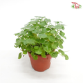 Hydrocotyle Vulgaris (Pegaga) 《銅錢草》 - Pudu Ria Florist