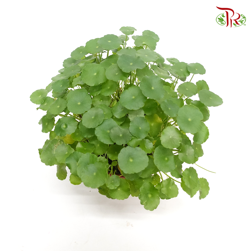 Hydrocotyle Vulgaris (Pegaga) 《銅錢草》 - Pudu Ria Florist