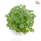 Hydrocotyle Vulgaris (Pegaga) 《銅錢草》 - Pudu Ria Florist