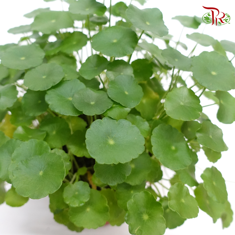 Hydrocotyle Vulgaris (Pegaga) 《銅錢草》 - Pudu Ria Florist