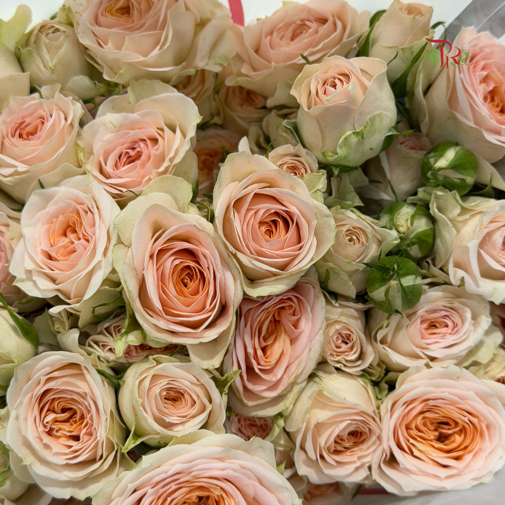 Rose Spray - Sulawesi (10 Stems)