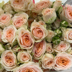 Rose Spray - Sulawesi (10 Stems)