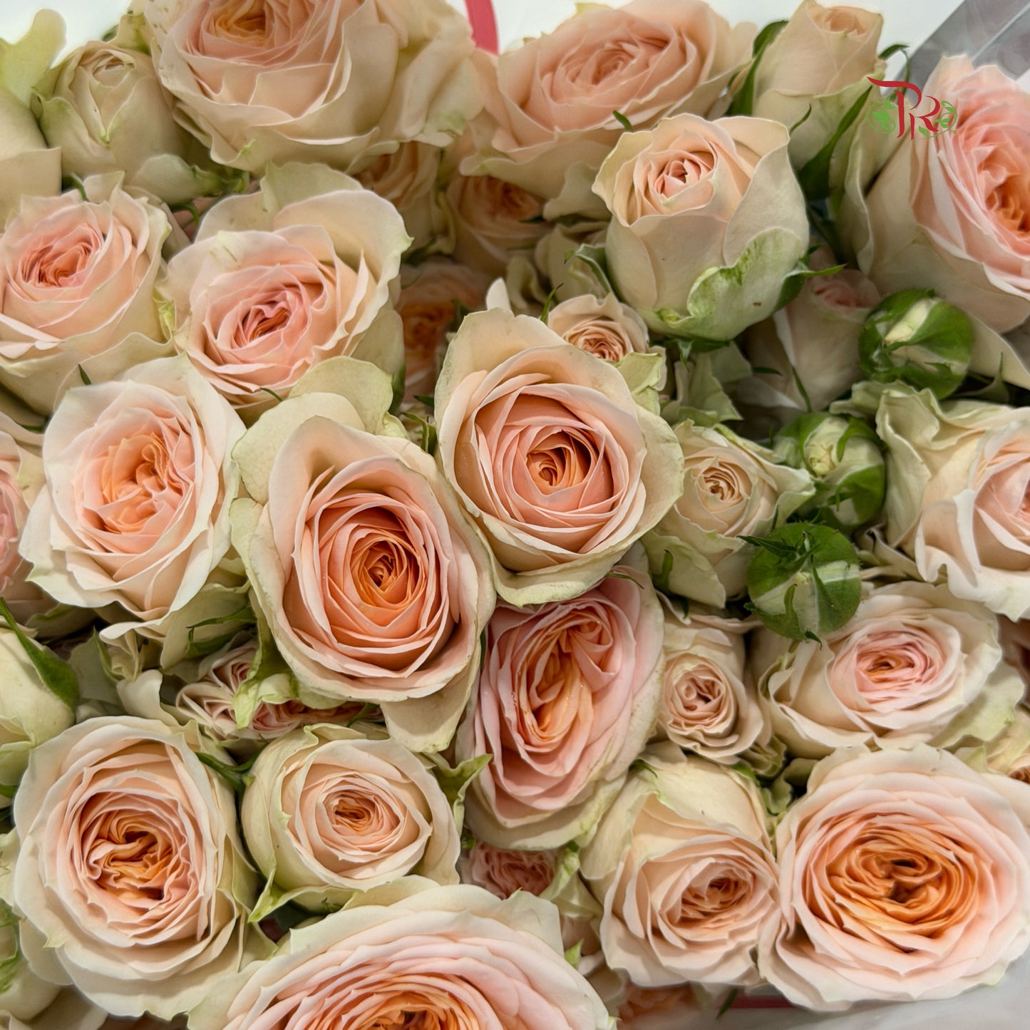 Rose Spray - Sulawesi (10 Stems)