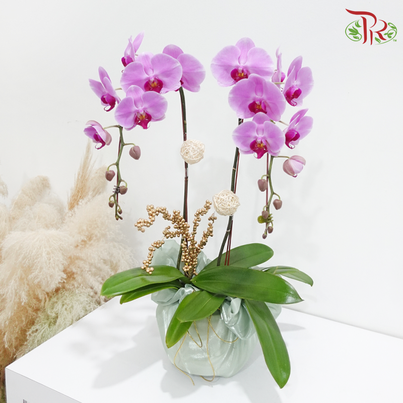 【Gift Series】Timeless Bloom (Random Choose Orchid Color) (With Wrapping Cloth Color Options)