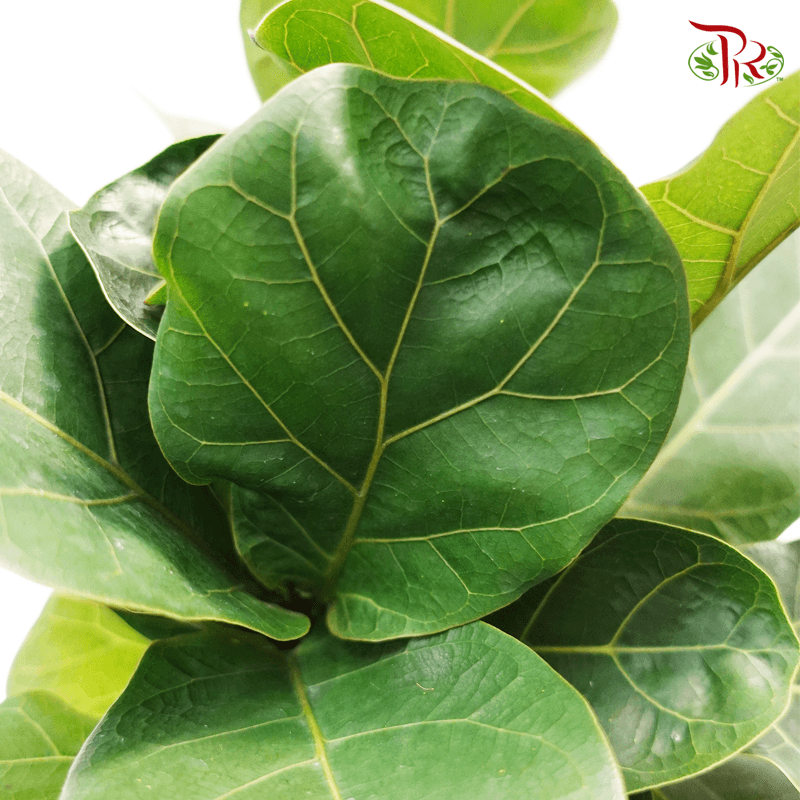 fiddle leaf fig tree 中文 Ficus Lyrata《琴叶榕》(1pp / 3pp) – Pudu Ria Florist