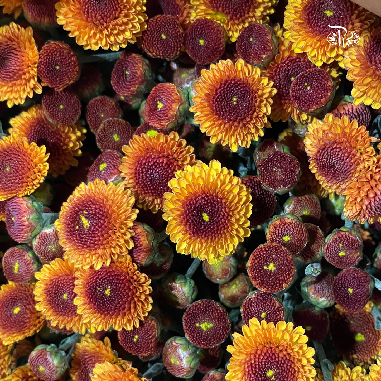 Chrysanthemum Pompom -  Button Orange  (12 Stems)