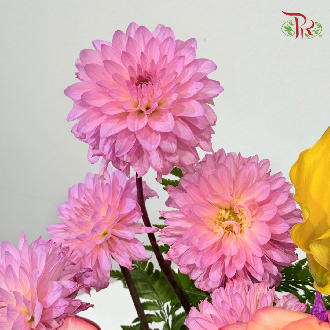 【Deepavali Series 2026】Diwali Radiance
