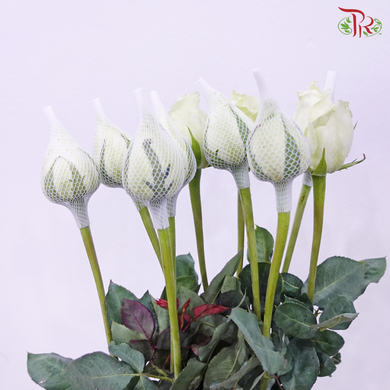 Rose Netting - White (10 Stems)