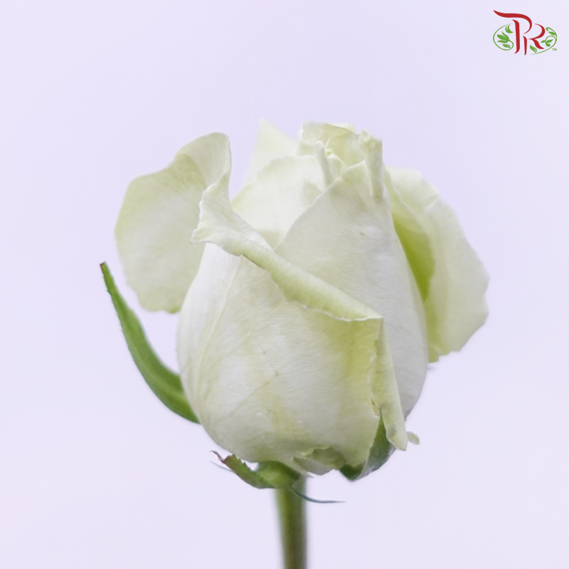 Rose Netting - White (10 Stems)