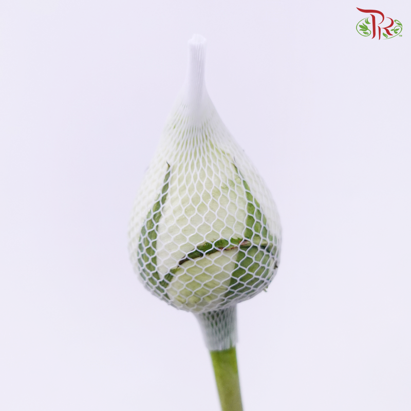 Rose Netting - White (10 Stems)