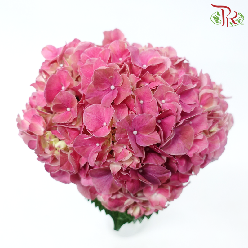 Hydrangea - Scarlett (Per Stem)