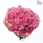 Hydrangea - Scarlett (Per Stem)