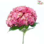 Hydrangea - Scarlett (Per Stem)