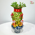 Prosperity Bamboo Opening Arrangement《富竹聚财 · 兴隆满堂》