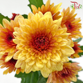 Chrysanthemum Pompom - Yellow With Brown Heart (12 Stems)