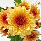 Chrysanthemum Pompom - Yellow With Brown Heart (12 Stems)