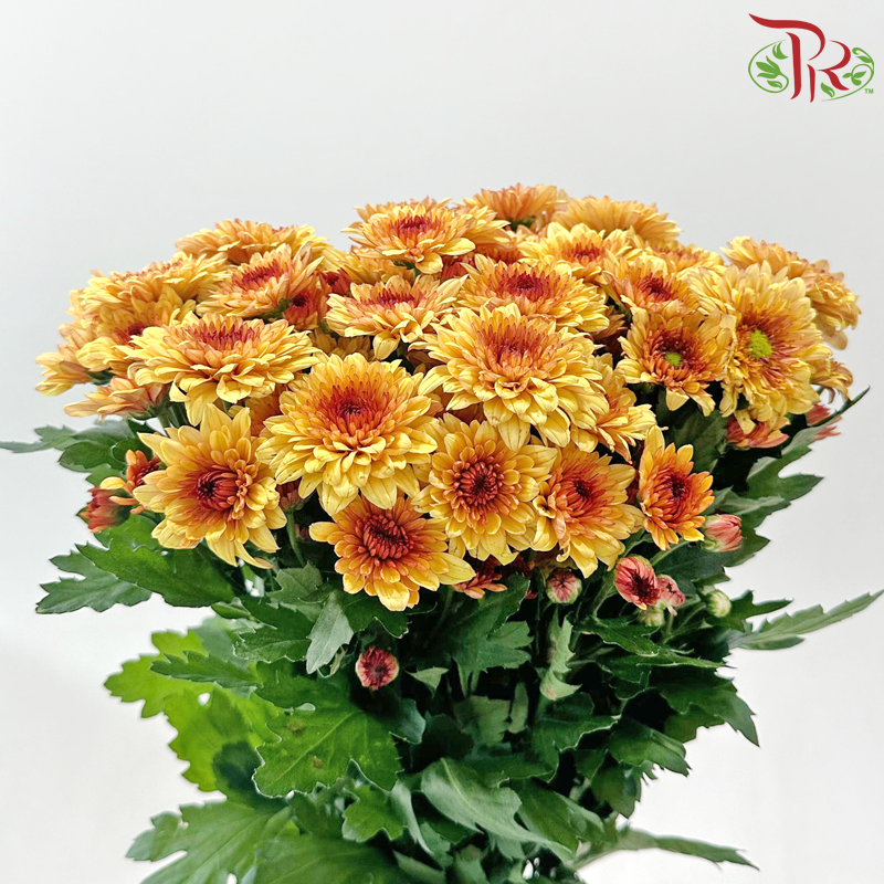 Chrysanthemum Pompom - Yellow With Brown Heart (12 Stems)
