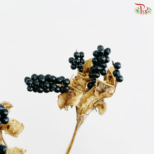 Belamcanda Chinesis (2 Stems)