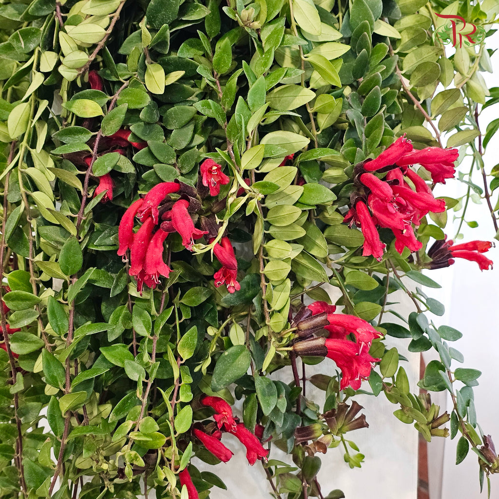 Aeschynanthus (Lipstick) P150 JH《口红花》