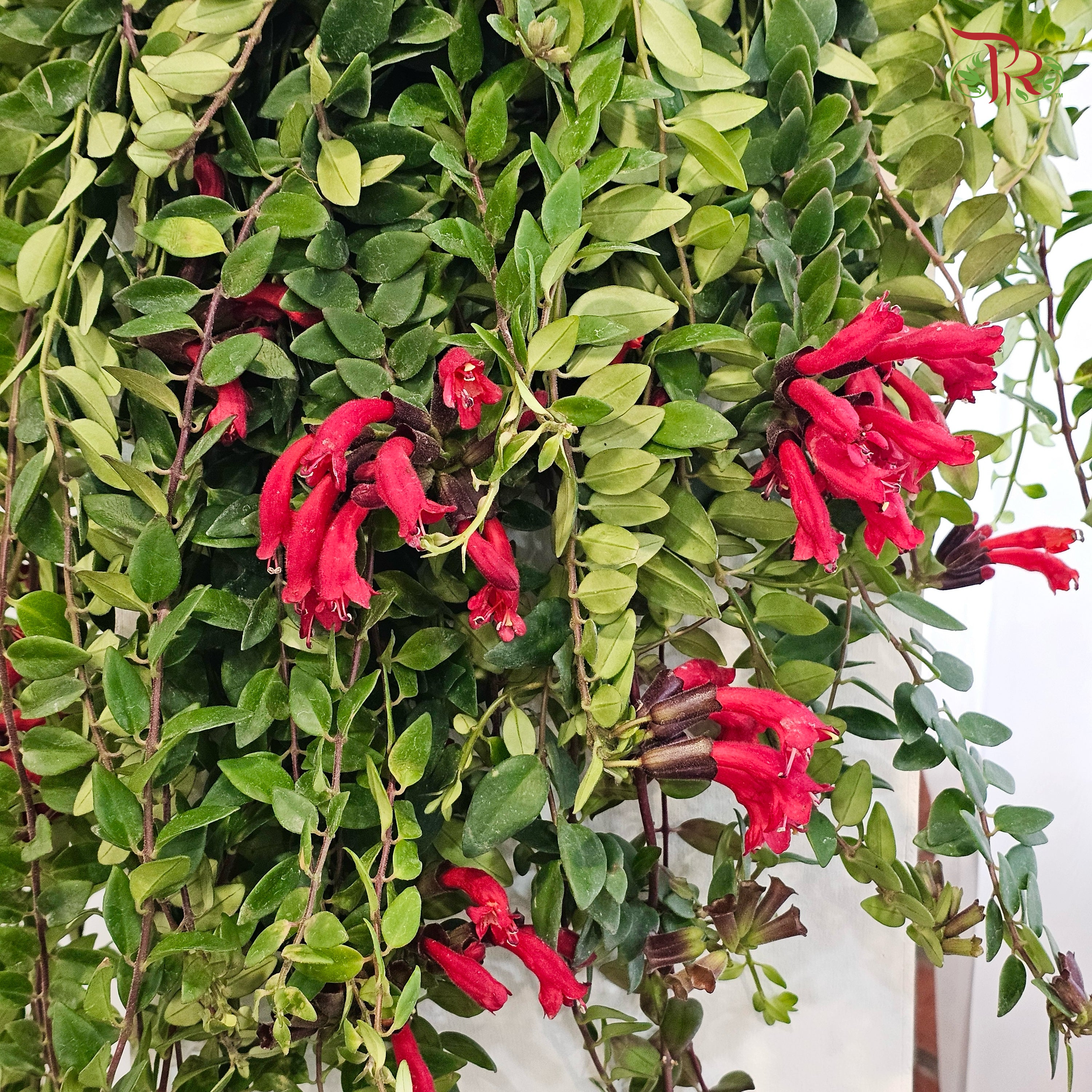 Aeschynanthus (Lipstick) P150 JH《口红花》