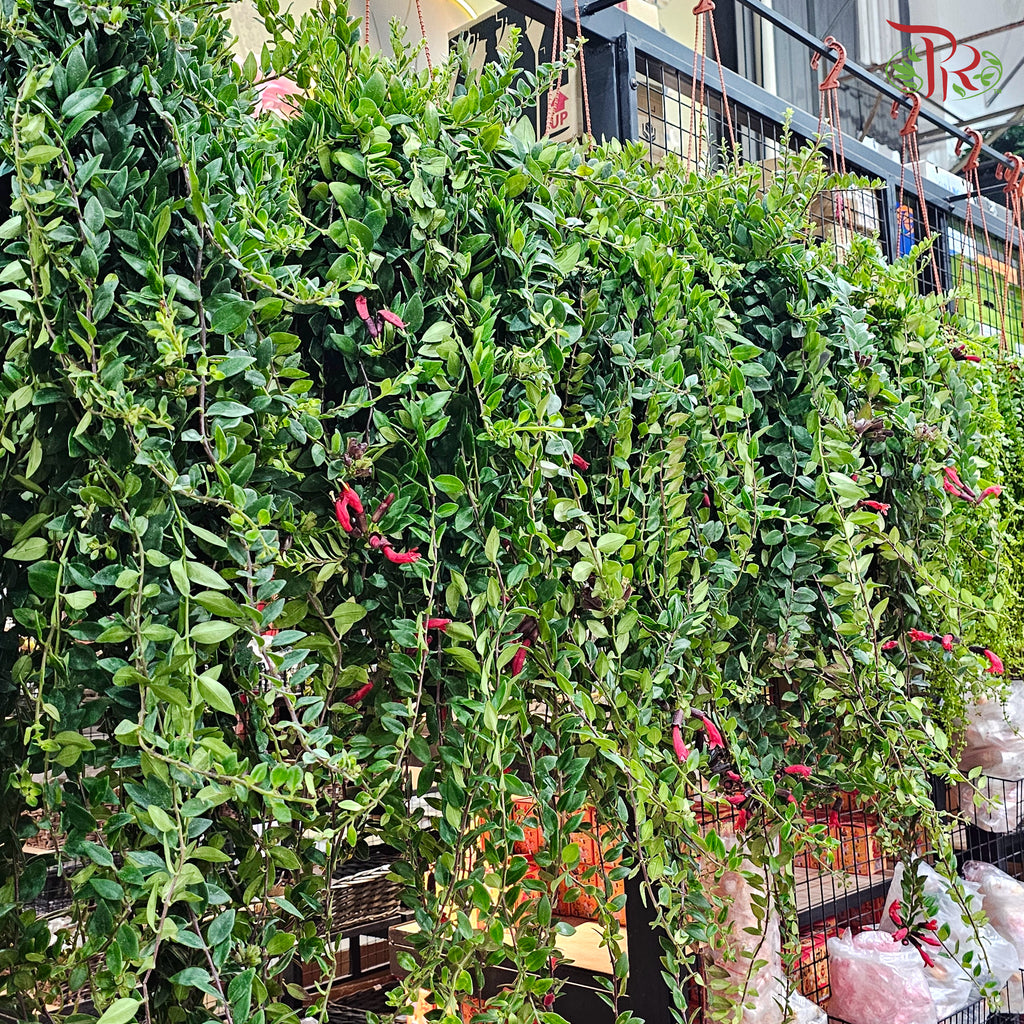 Aeschynanthus (Lipstick) P150 JH《口红花》