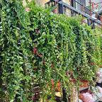 Aeschynanthus (Lipstick) P150 JH《口红花》