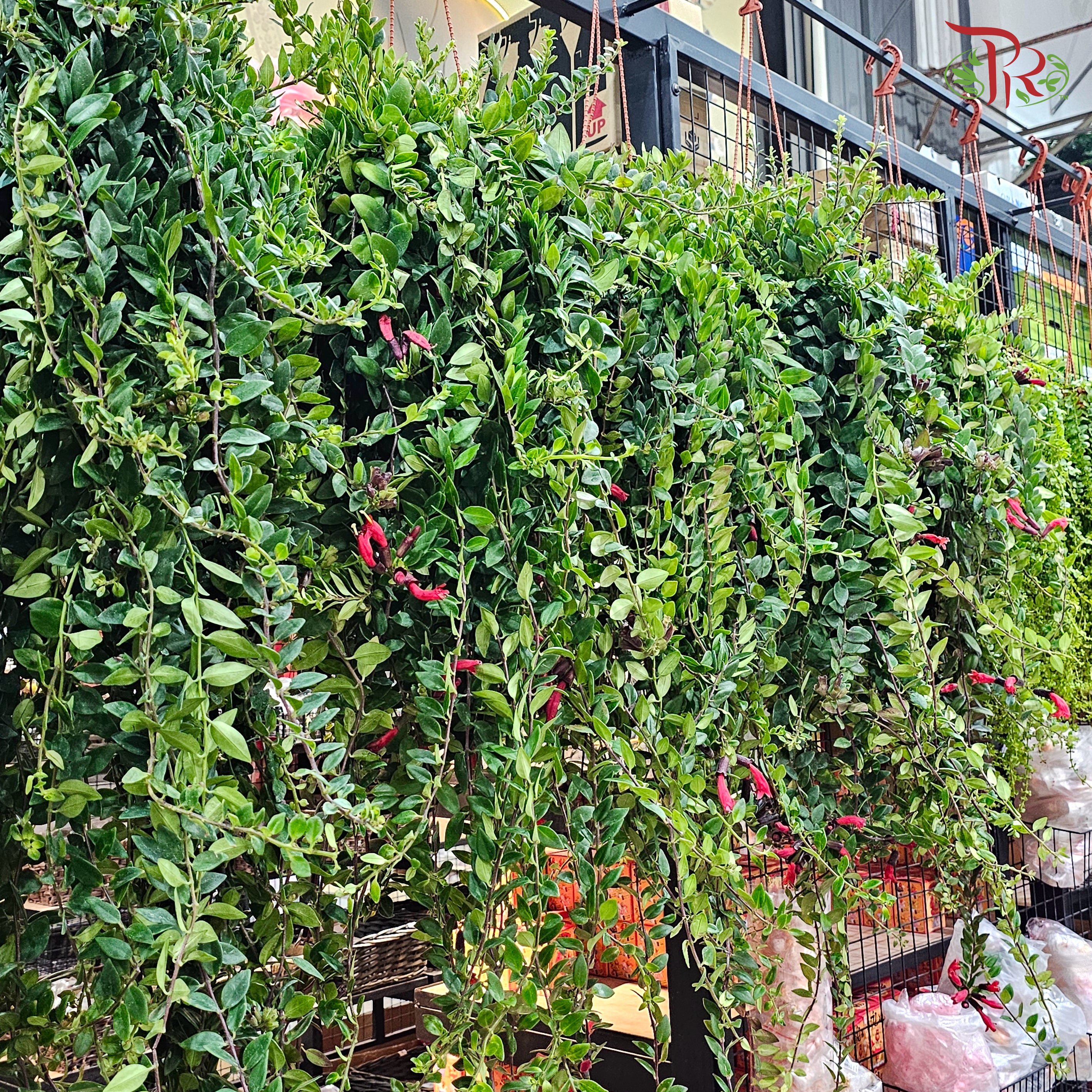 Aeschynanthus (Lipstick) P150 JH《口红花》