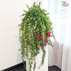 Aeschynanthus (Lipstick) P150 JH《口红花》