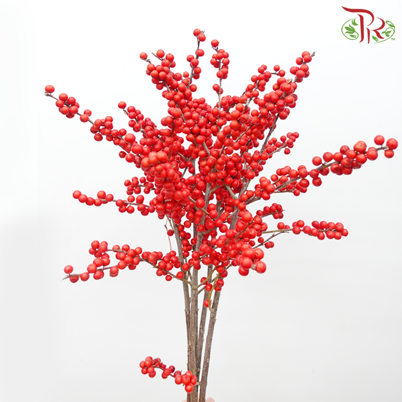 Ilex - Red (60cm / 70cm) (5 Stems) - Pudu Ria Florist