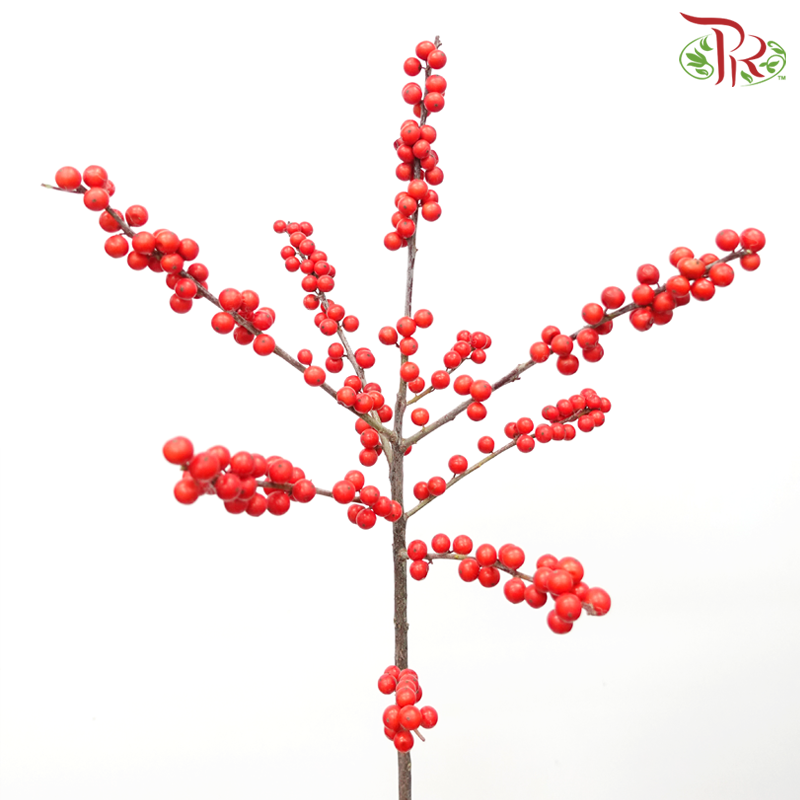 Ilex - Red (60cm / 70cm) (5 Stems) - Pudu Ria Florist