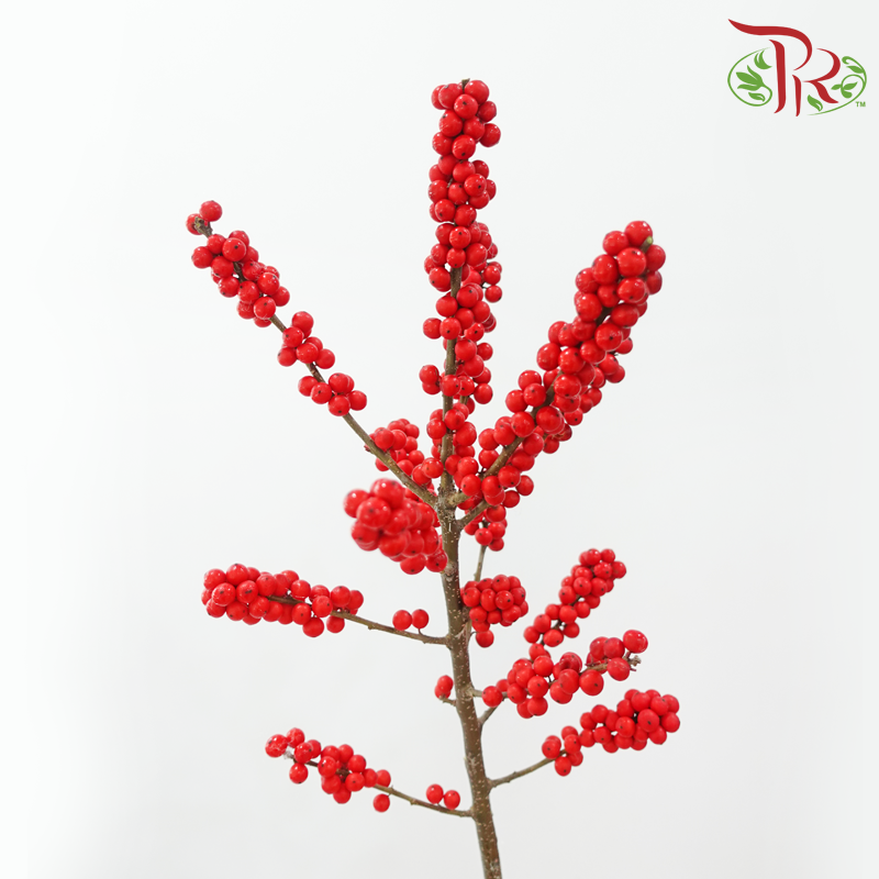 Ilex Purpuea Hassk - Red (60cm) - (5 Stems)